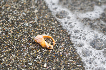 shell on black sand