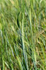 an ear of wheat in the field
