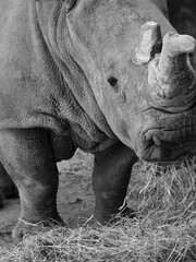 Obraz premium The rhino feeds on straw close up in black and white