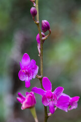 Doritis pulcherrina Lindl., beautiful wild orchid in rainseason in tropical forest.