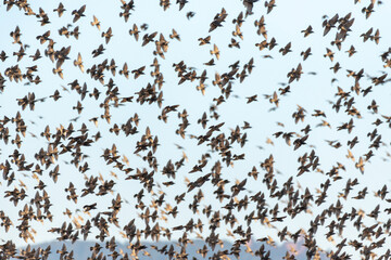 Cloud of starlings.Thousands of starlings synchronize their flight.