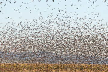 Cloud of starlings.Thousands of starlings synchronize their flight.