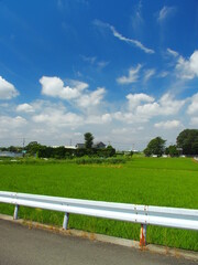 ガードレールのある農道から見た郊外の初夏の青田風景