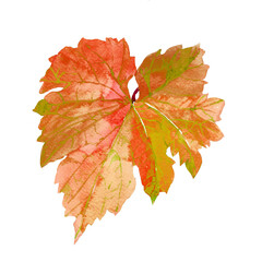 Fototapeta na wymiar Grape leaf orang yellow autumn watercolor isolated on white background illustration for all prints.