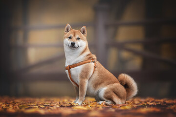 A cute young Shiba Inu dog with a fluffy tail sitting on a wooden deck among fallen leaves against the backdrop of a bright autumn landscape. Dog smile. Dog posing