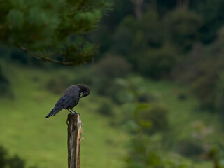 A carrion crow perched and preening on a ragged post ahead of a verdant background of countryside fir trees, fields and hills.