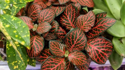 Fototapeta premium red and green leaves