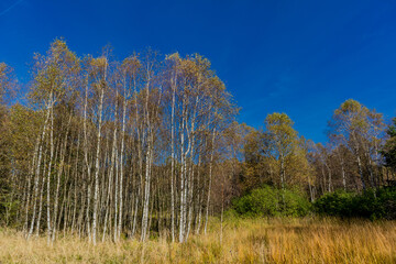 Fototapeta premium Unterwegs im Nationalpark Rhön und seinen herbstlichen Ambiente - Hessen
