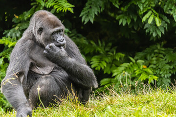 Closeup shot of a gorilla sitting on the grass on green leaves background