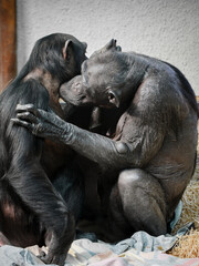 Gentle kiss of a chimpanzee on his partner's neck