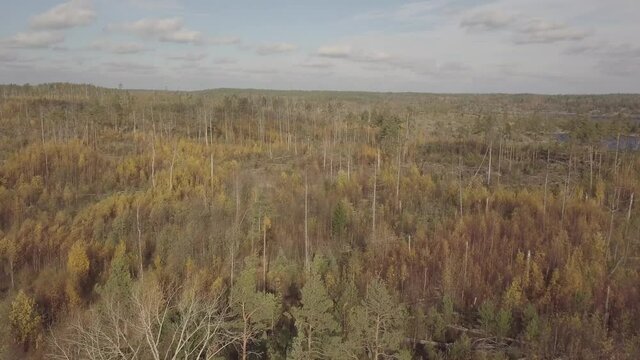 autumn forest