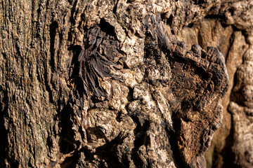 Close up texture of old bark wood.
