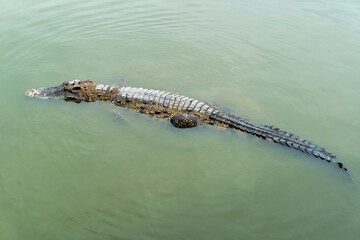 The crocodile floats over the water. It is carnivorous and ferocious.