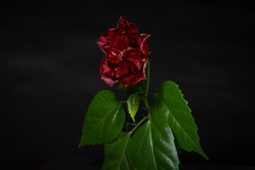Hibiscus bud (Chinese rose) on a dark background. Selective focus