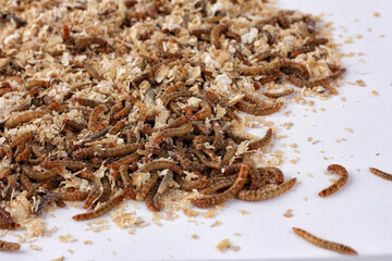 pile of worms in wheat bran.