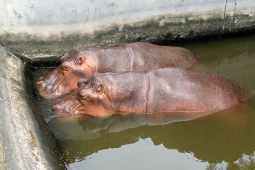 Two hippopotamuses in the pond.