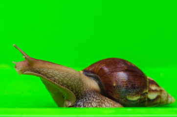 large african snail Achatina at home on a green background