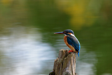 杭にとまるカワセミ