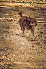 Cute dog running