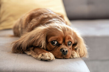 Dog relaxing on a sofa - 463050231