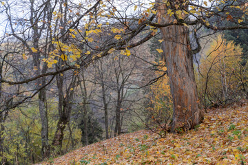 Fototapeta na wymiar fantasy moody forest in autumn.