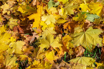 Naklejka na ściany i meble Autumn yellow leaves in the early morning on green grass.
