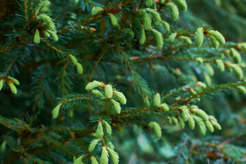 Close up of fir buds on green background