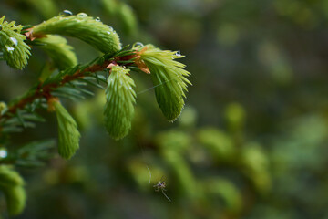 Close up of fir buds on green background with a spider