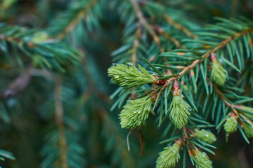 Close up of fir buds on green background with drops of water