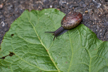 Close up of a snail on a large green leaf