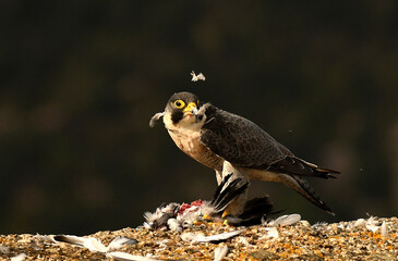 El halcon peregrino en sus territorios