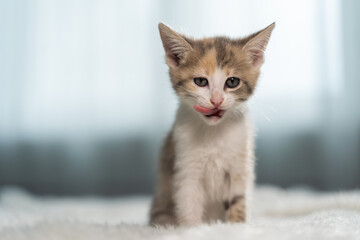 Fototapeta na wymiar Cute kitten sits on a bed at home.