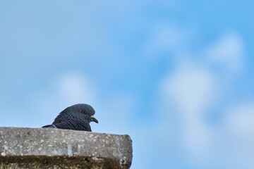 The head of a pigeon with sky and clouds in background