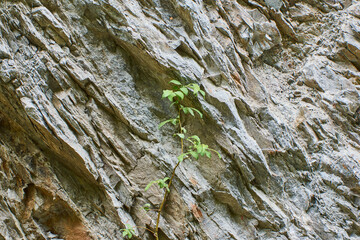 a plant growing from rocks