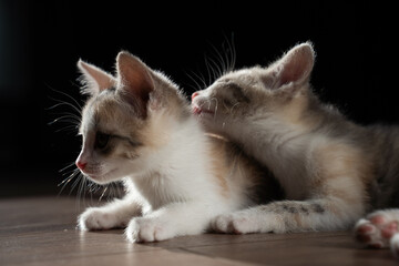 Gray striped brown kitten playing and grabbing on a white background with sunlight.