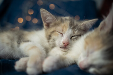 Cute kittens sleeps on a pillow on a bed at home on festive background.
