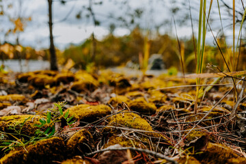 karelia autumn russia forest woods