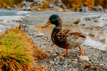 duck wildlife bird  river nature