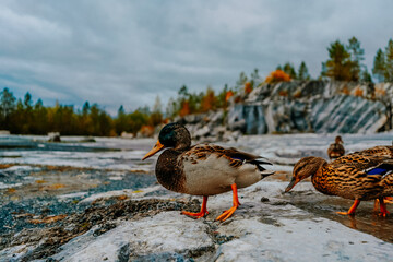 duck wildlife bird  river nature