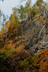 karelia autumn russia forest woods