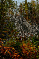 karelia autumn russia forest woods