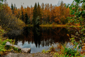 karelia autumn russia forest woods