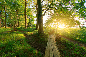 Wald