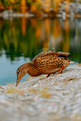 duck wildlife bird  river nature