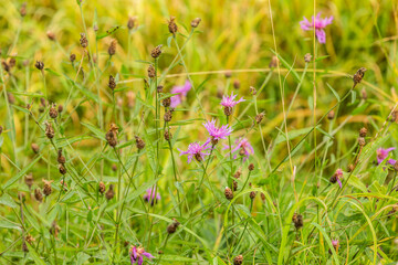 Short-fringed knapweed, Centaurea nigrescens, growing naturally among grasses and other low-growing wild plants