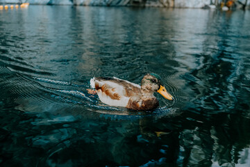 duck wildlife bird  river nature