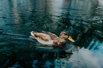 duck wildlife bird  river nature