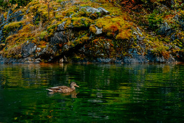 duck wildlife bird  river nature