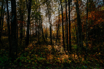 karelia autumn russia forest woods