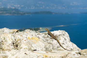 Eidechse sonnst sich auf dem Rocca del Manerba am Gardasee